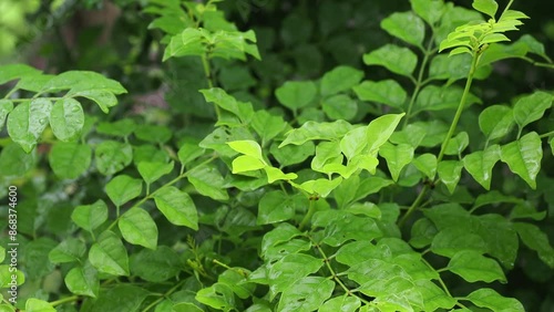 Wallpaper Mural 雨の日の庭の植物の風景 Torontodigital.ca