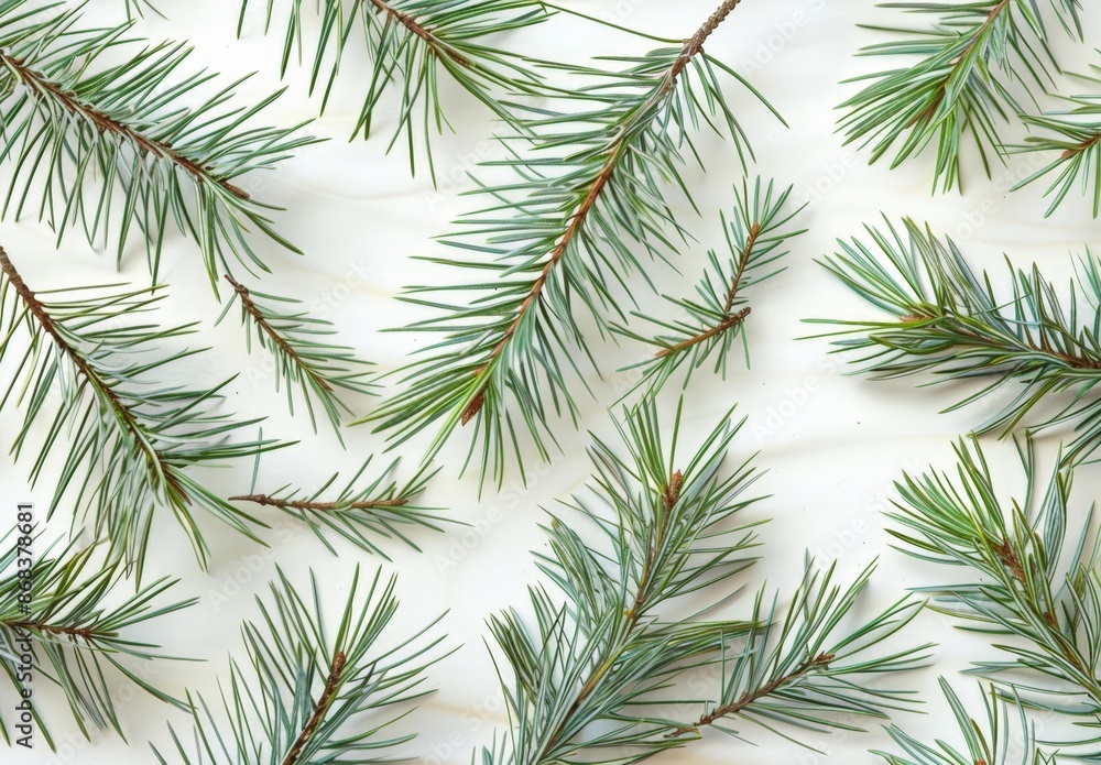 Fresh Evergreen Branches on a White Background Fresh Evergreen Branches on a White Background