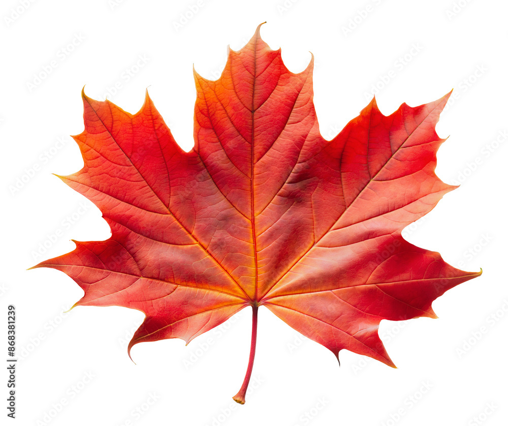 Vibrant red maple leaf, cut out - stock png. Vibrant red maple leaf, cut out - stock png.