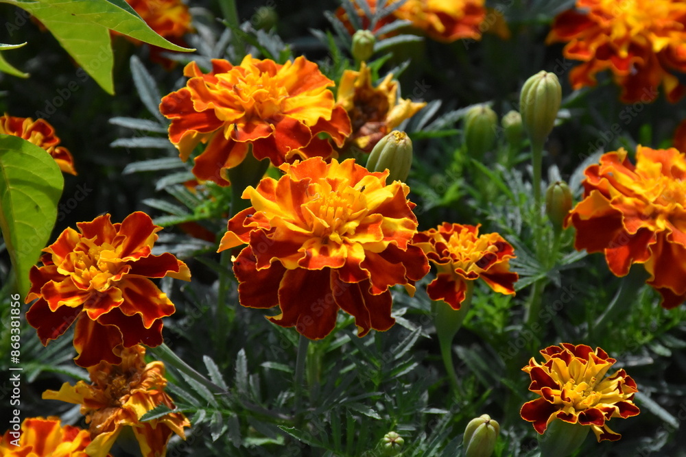 Vibrant Orange Marigolds in Full Bloom
Vibrant Orange Marigolds in Full Bloom