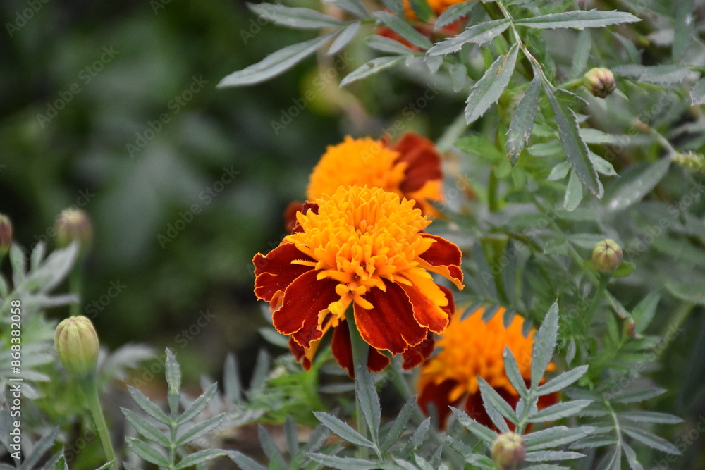 Vibrant Orange Marigolds in Full Bloom
Vibrant Orange Marigolds in Full Bloom