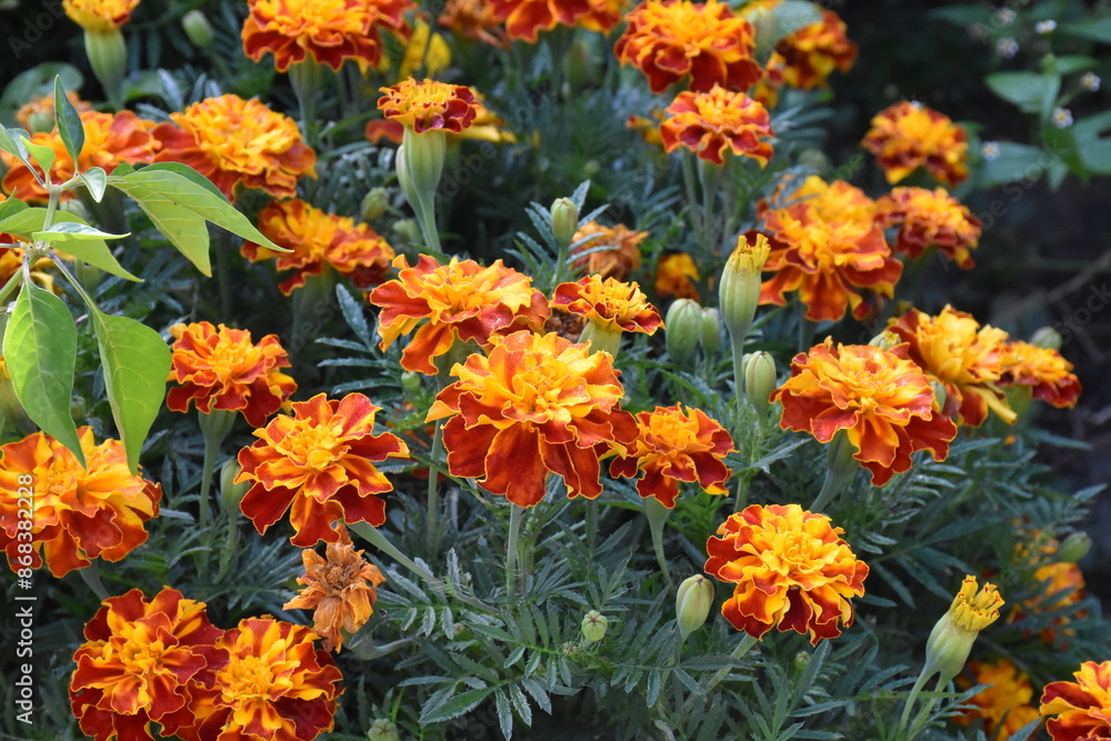 Vibrant Orange Marigolds in Full Bloom
Vibrant Orange Marigolds in Full Bloom
