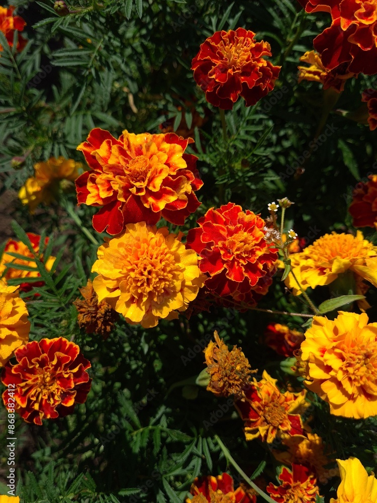 Vibrant Orange Marigolds in Full Bloom
Vibrant Orange Marigolds in Full Bloom
