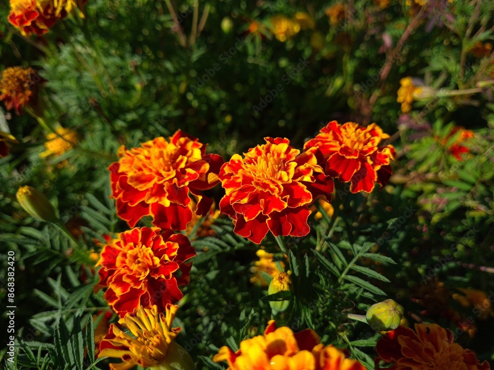 Vibrant Orange Marigolds in Full Bloom
Vibrant Orange Marigolds in Full Bloom