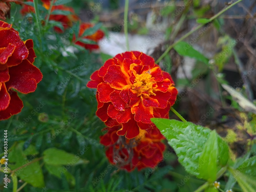 Vibrant Orange Marigolds in Full Bloom
Vibrant Orange Marigolds in Full Bloom