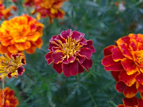 Vibrant Orange Marigolds in Full Bloom 