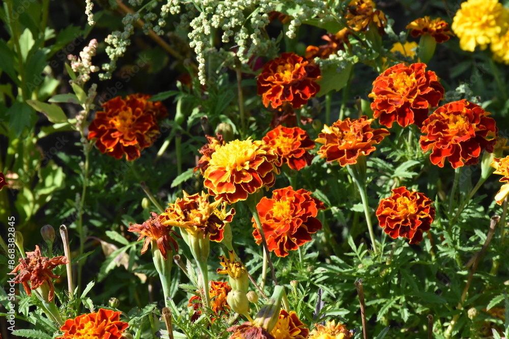 Vibrant Orange Marigolds in Full Bloom
Vibrant Orange Marigolds in Full Bloom