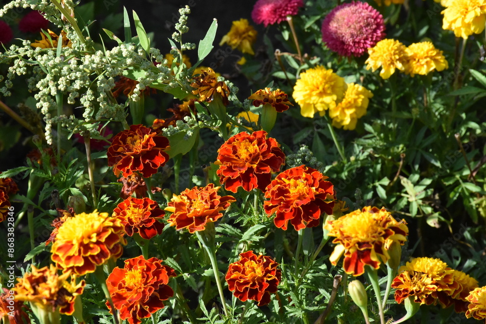 Fototapeta premium Vibrant Orange Marigolds in Full Bloom 