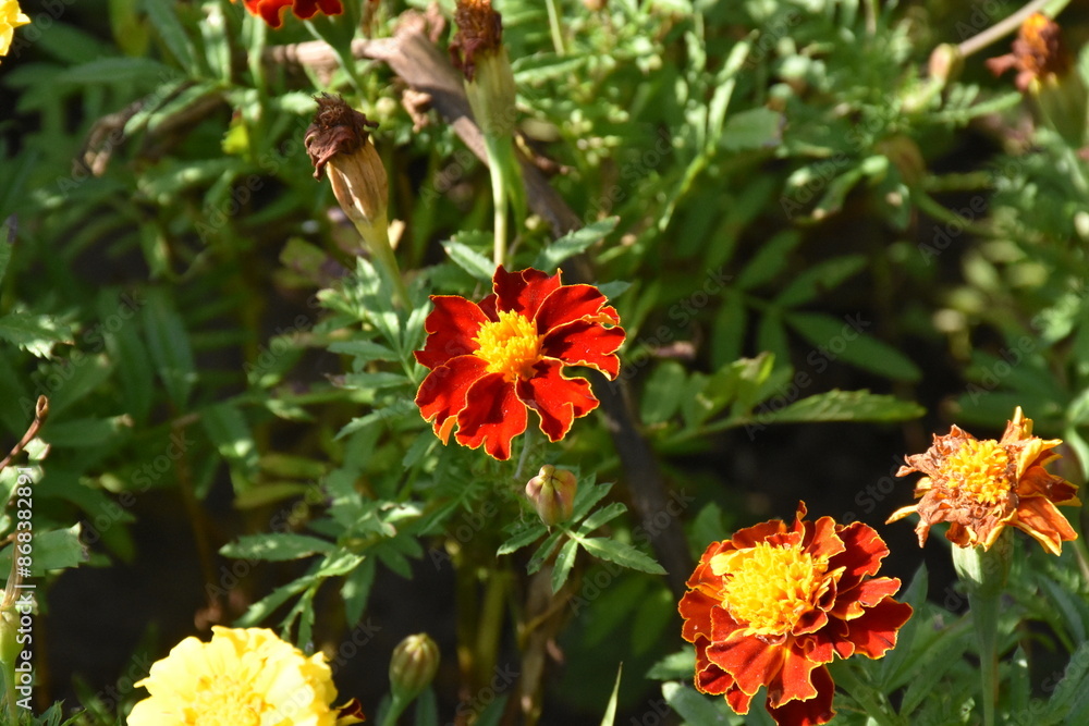 Vibrant Orange Marigolds in Full Bloom
Vibrant Orange Marigolds in Full Bloom