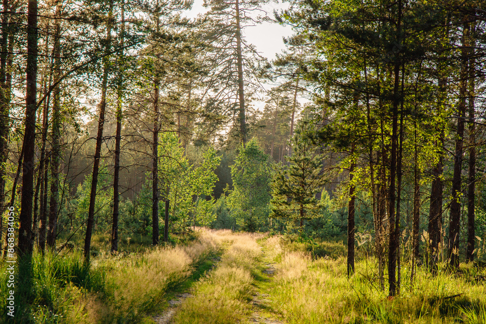 Obraz premium Sunlit forest road in June in summer evening light in Latvia