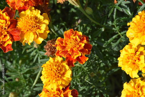 Vibrant Orange Marigolds in Full Bloom 