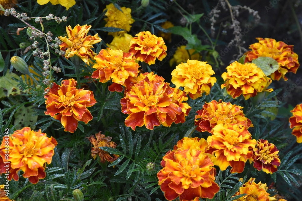 Vibrant Orange Marigolds in Full Bloom
Vibrant Orange Marigolds in Full Bloom