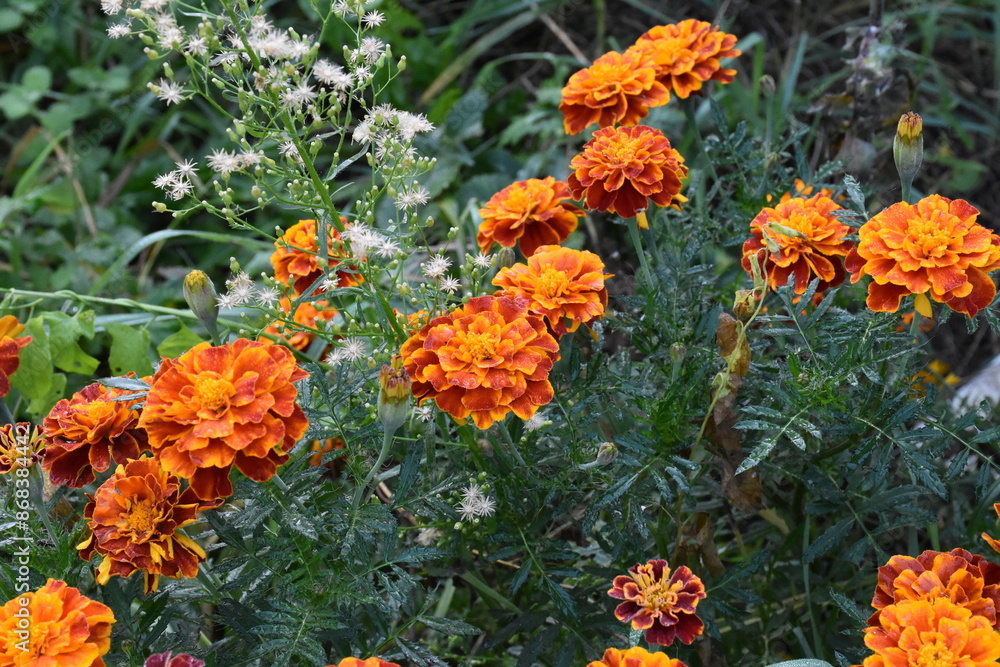 Vibrant Orange Marigolds in Full Bloom
Vibrant Orange Marigolds in Full Bloom