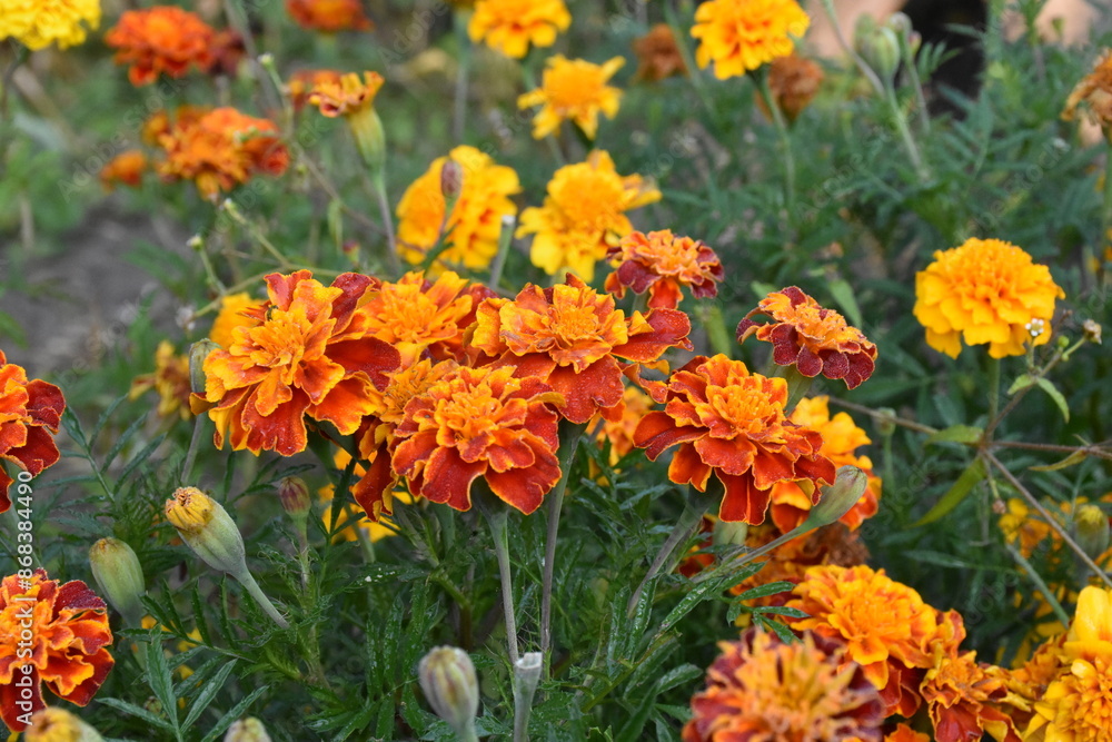 Vibrant Orange Marigolds in Full Bloom
Vibrant Orange Marigolds in Full Bloom