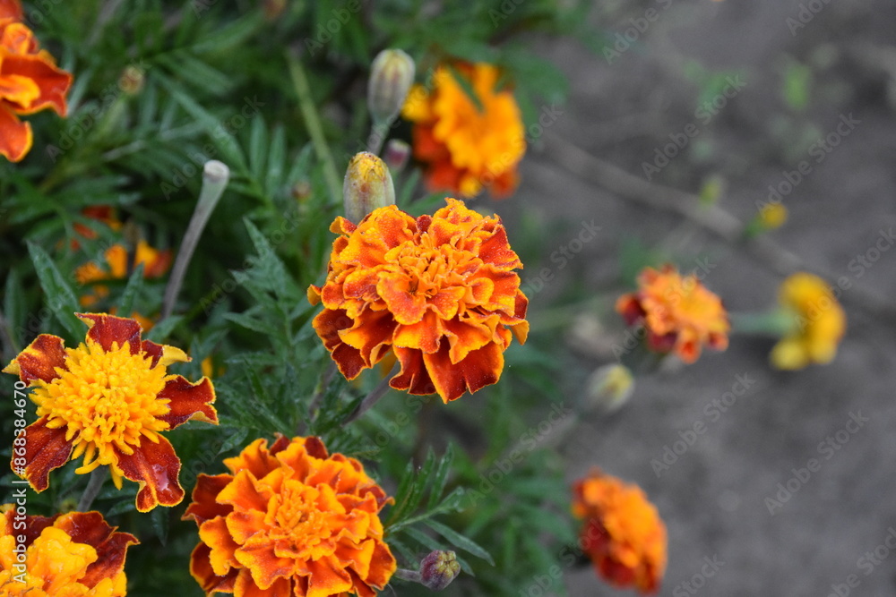 Vibrant Orange Marigolds in Full Bloom
Vibrant Orange Marigolds in Full Bloom