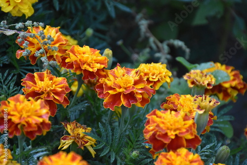 Vibrant Orange Marigolds in Full Bloom 