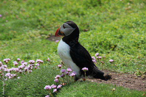 atlantic puffin on Saltee Islands, Ireland 