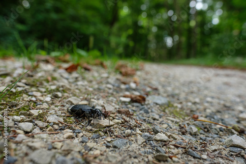 Black ground beetle wildlife close-up nature