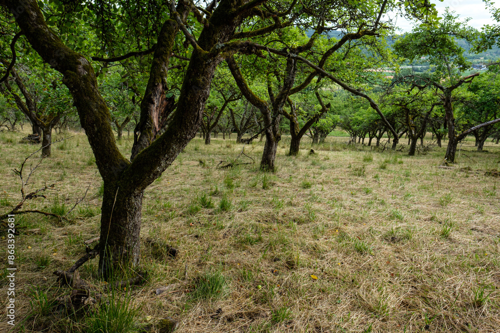 Meadow orchard with fruit trees in summer landscape Meadow orchard with fruit trees in summer landscape