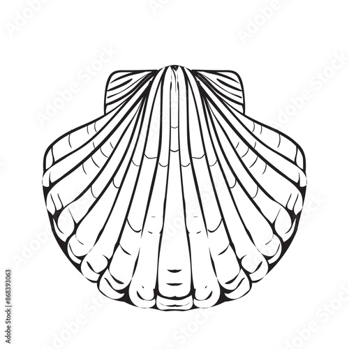 Vector Seashell. Hand drawn illustration of sea Shell on isolated background. Drawing of Scallop on outline style. Sketch of Cockleshell painted by black ink.