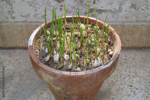 Green garlic sprouts in a pot. Sprouted garlic in clay brown pot on terrace, balcony. The concept of growing organic food at home.
