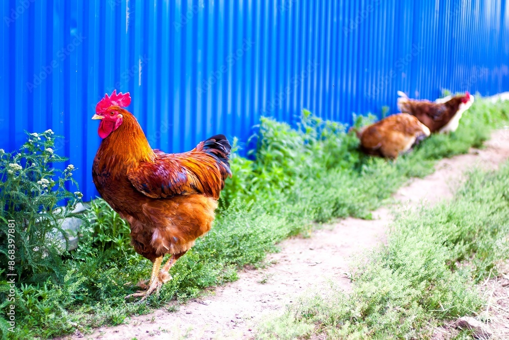 Fototapeta premium Vivid fence scene with chickens