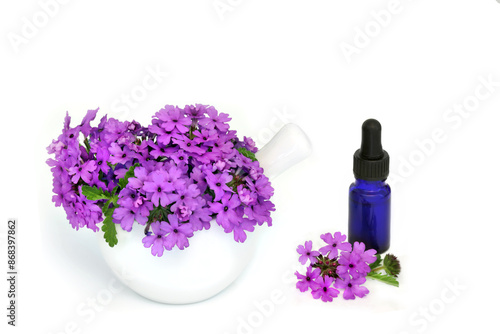 Purple verbena herb flowers used in herbal medicine with essential oil as a sedative, treats insomnia, depression, female problems,  arthritis and heart conditions. On white. Verbena bonariensis. photo