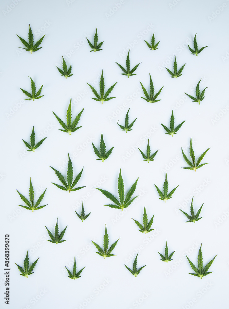 Cannabis ,marijuana isolated on white background Cannabis ,marijuana isolated on white background