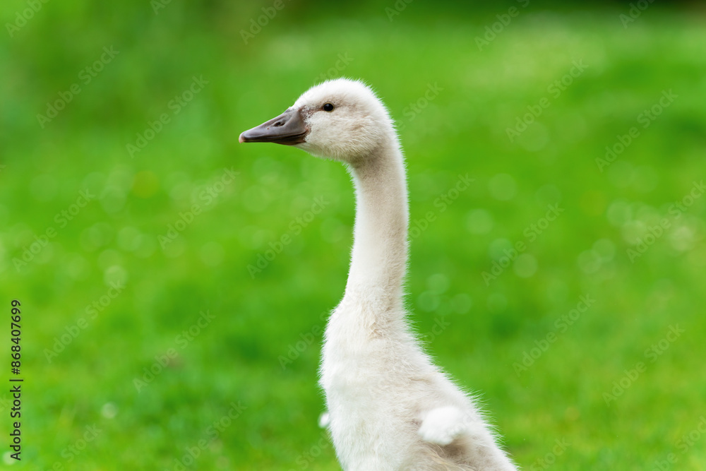 Side portrait of a mute swan (Cygnus olor) chick standing with its small wings spread Side portrait of a mute swan (Cygnus olor) chick standing with its small wings spread