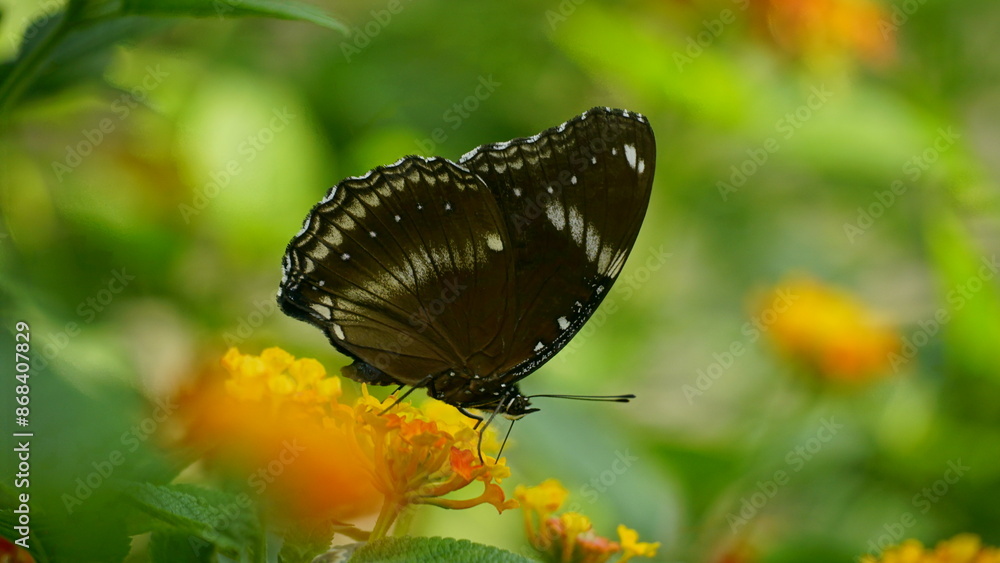 Close-up of Hypolimnas anomala butterfly perched on a leaf Close-up of Hypolimnas anomala butterfly perched on a leaf
