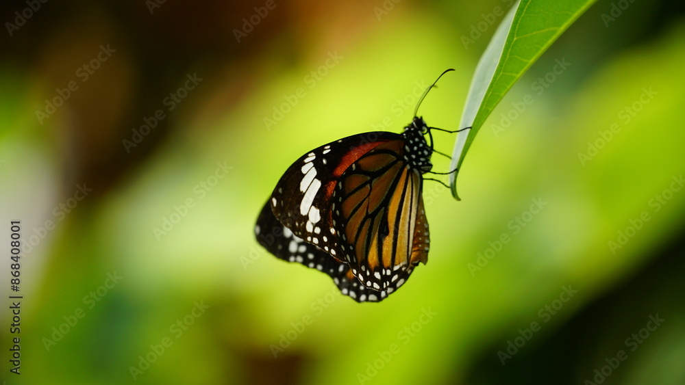 Close-up of butterfly Danaus genutia perched on a leaf Close-up of butterfly Danaus genutia perched on a leaf