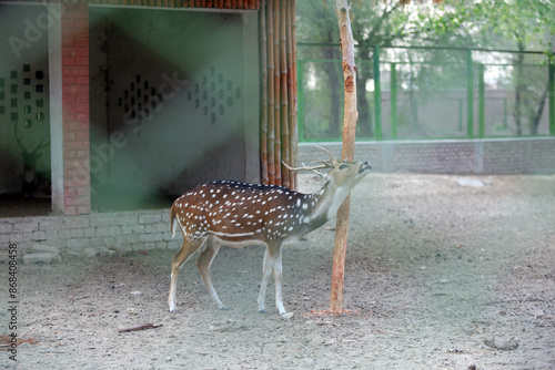 Obraz w ramie deer in the woods