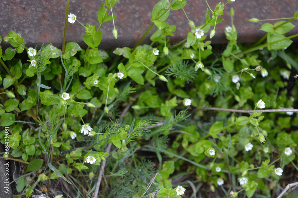 Beautiful flowers, landscape, bright and unusual small, white flowers growing against the background of black, rusty metal in early spring. Beautiful flowers, landscape, bright and unusual small, white flowers growing against the background of black, rusty metal in early spring.