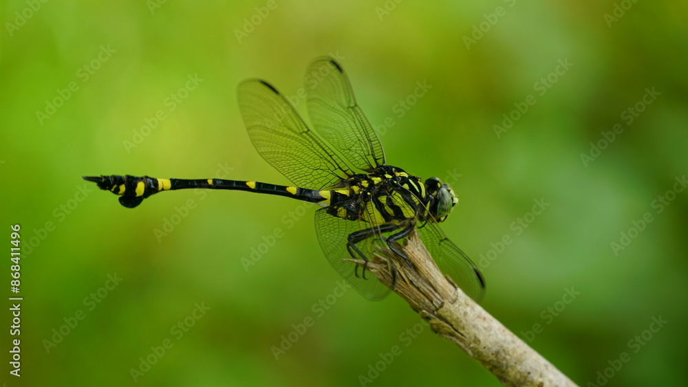 Fototapeta premium Anisoptera dragonfly perches on a tree branch