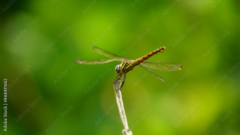 Close-up of dragonfly perched on a tree branch Close-up of dragonfly perched on a tree branch