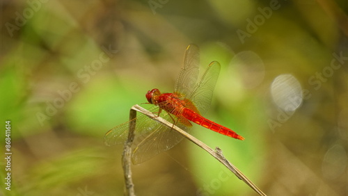 Wallpaper Mural Close-up of dragonfly perched on a tree branch Torontodigital.ca