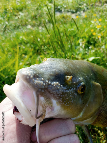 head of a carp, close-up, with characteristic pimples protruding on the nose of male fish during spawning