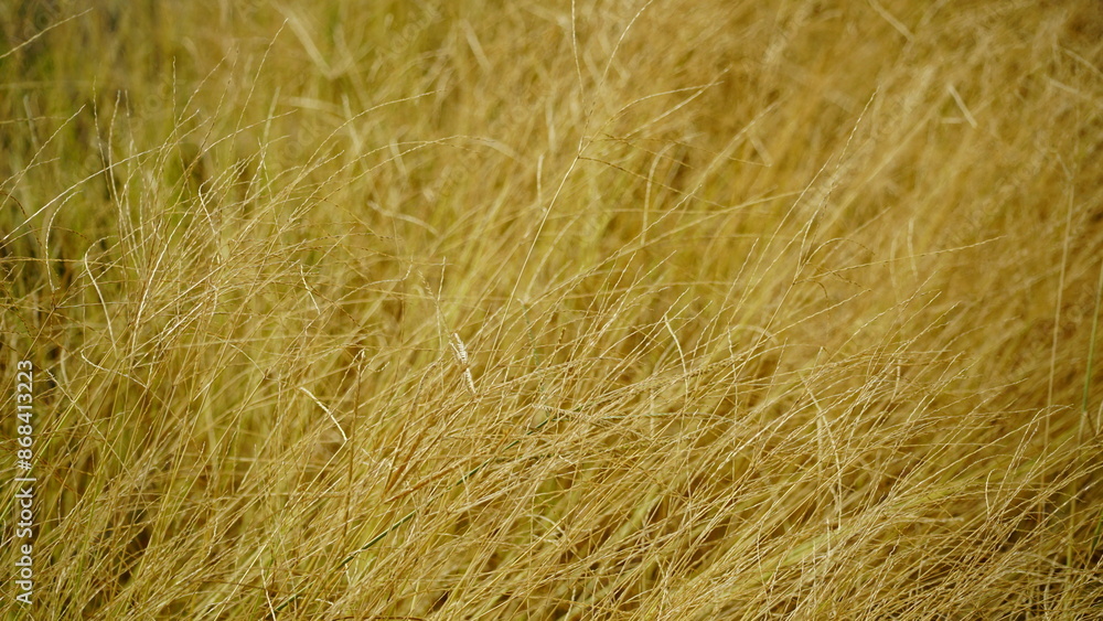 Yellow grass on agricultural fields Yellow grass on agricultural fields