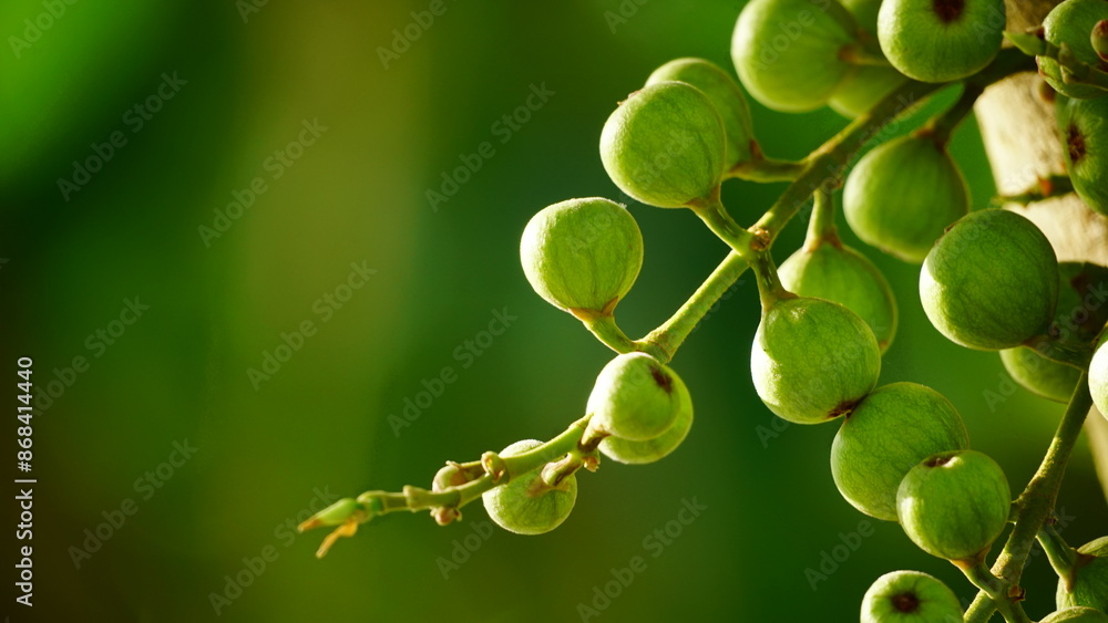 Close-up of Ficus racemosa fruit on the tree Close-up of Ficus racemosa fruit on the tree
