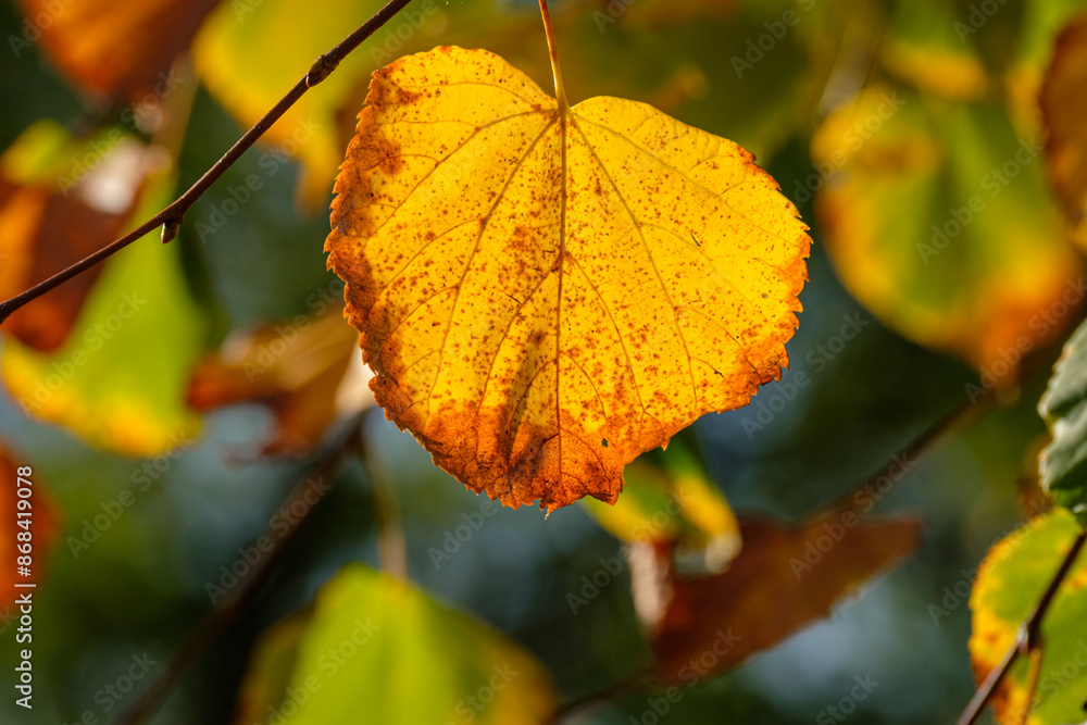 Obraz premium Yellow orange linden leaf in back lit of the sun close-up