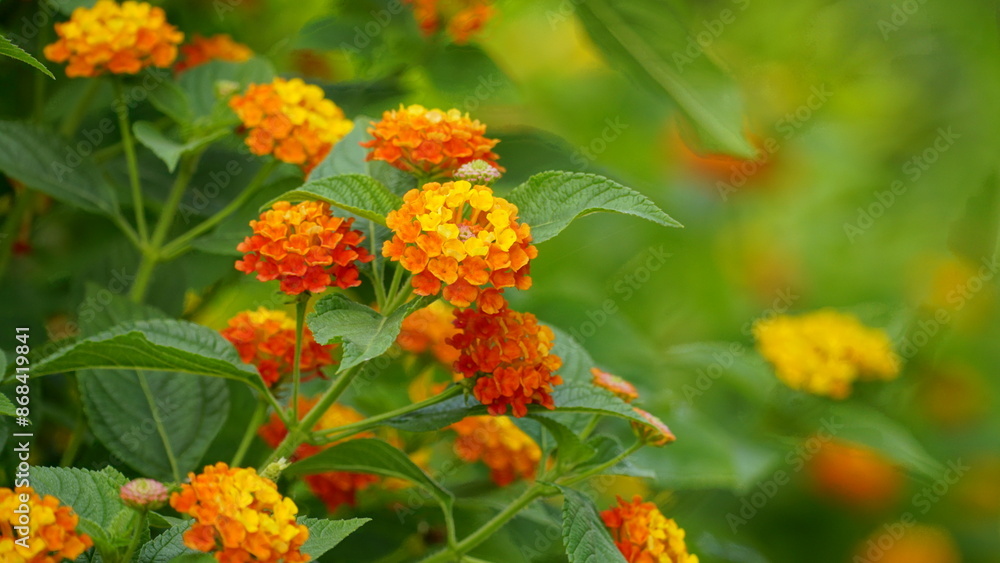 Close-up of colorful Lantana camara flowers blooming Close-up of colorful Lantana camara flowers blooming