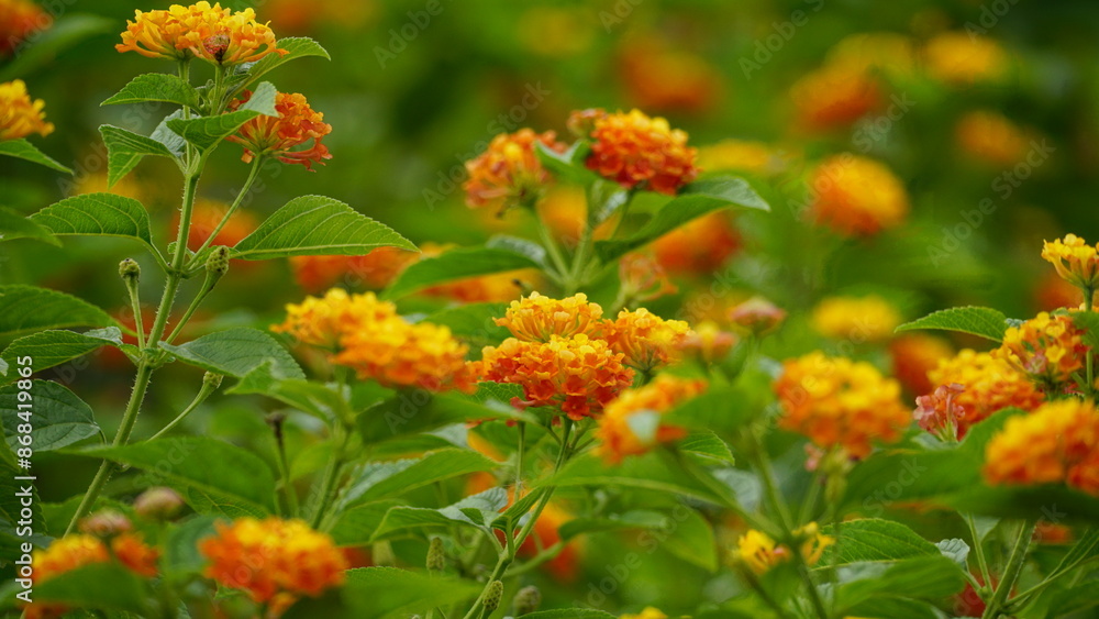 Close-up of colorful Lantana camara flowers blooming Close-up of colorful Lantana camara flowers blooming