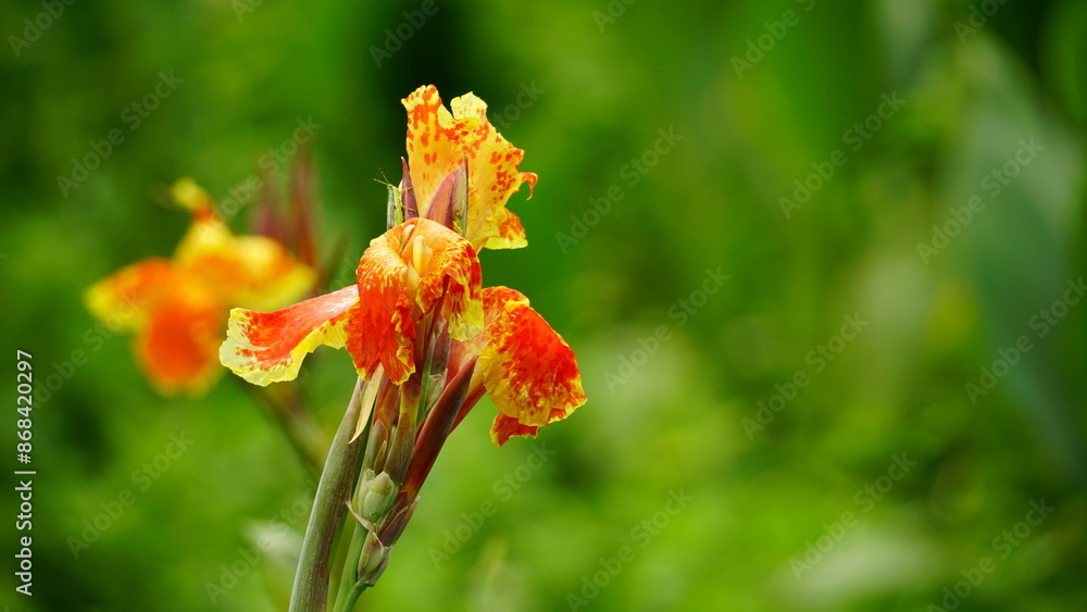 Close-up of wild Canna generalis flowers blooming Close-up of wild Canna generalis flowers blooming