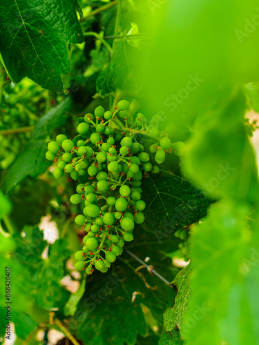 Photography a bunch of unripe grapes in the vineyard in summer