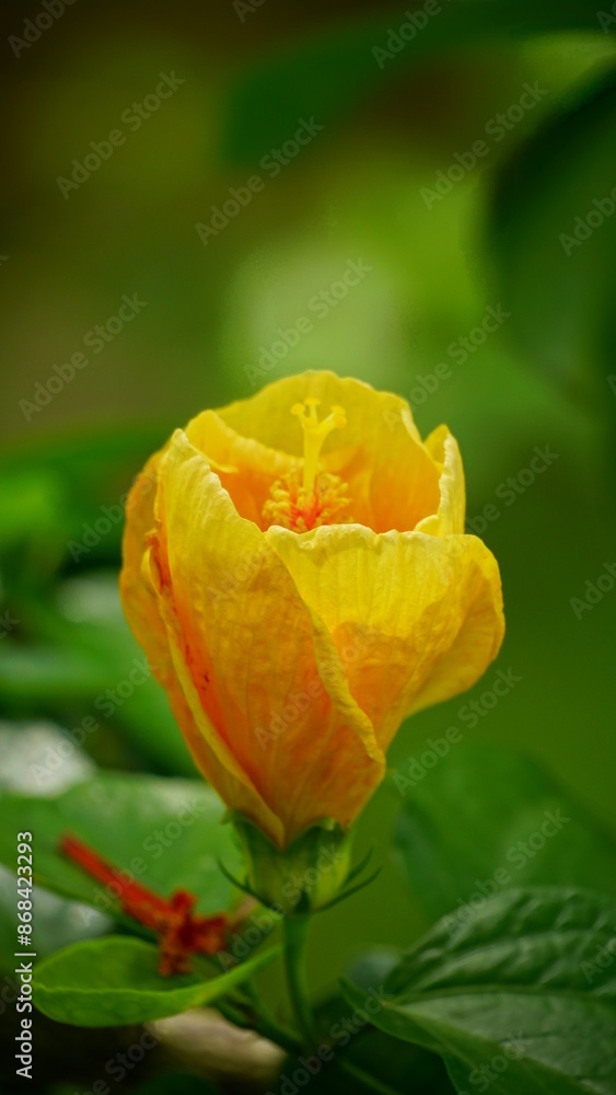 Close-up of yellow hibiscus blooming Close-up of yellow hibiscus blooming