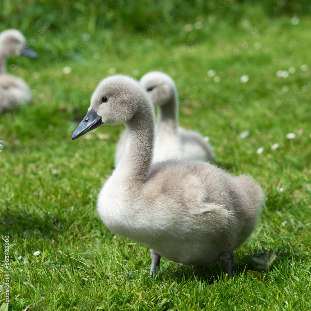 Portrait of a mute swan (Cygnus olor) chick, about three weeks old. Portrait of a mute swan (Cygnus olor) chick, about three weeks old.