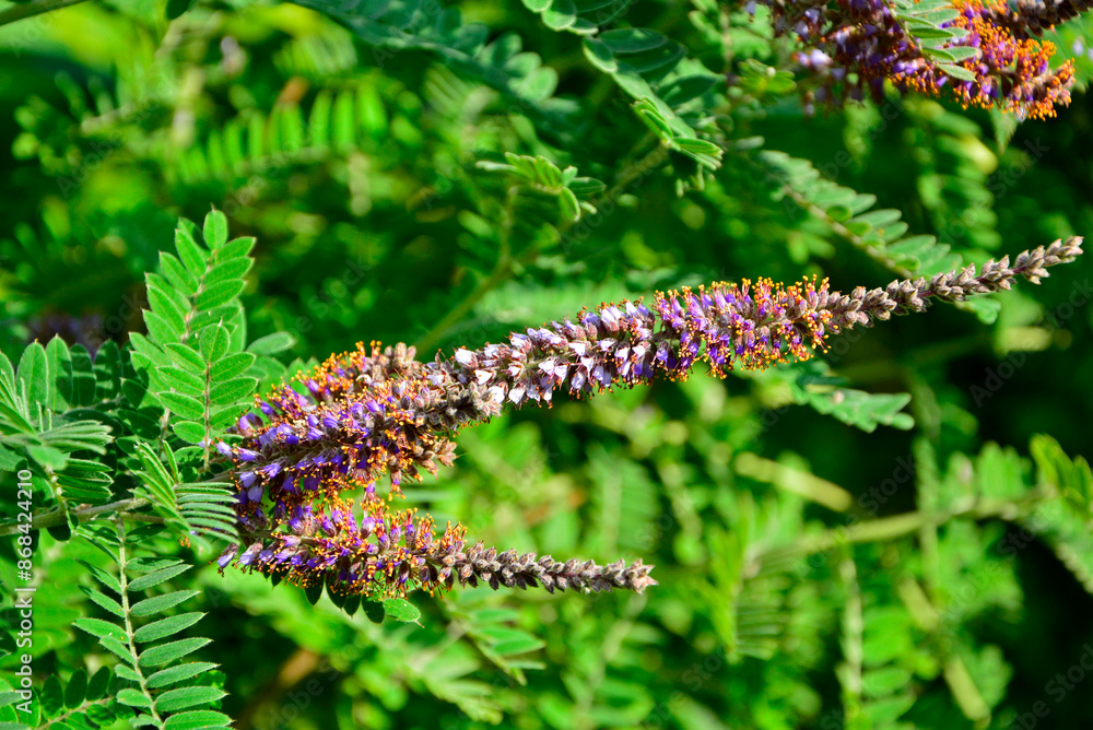 kwitnąca amorfa, amorfa krzewiasta, Amorfa drzewiasta, Amorfa zwyczajna, indygowiec zwyczajny, Amorpha fruticosa, desert false indigo, false indigo-bush, bastard indigobush, purple flowering plant