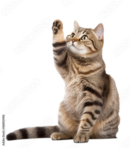 short hair cat sitting looking aside. tabby cat raising one paw up trying to catch something. Full body portrait on transparent background. PNG.