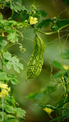 Close-up of Momordica charantia fruit on the fence