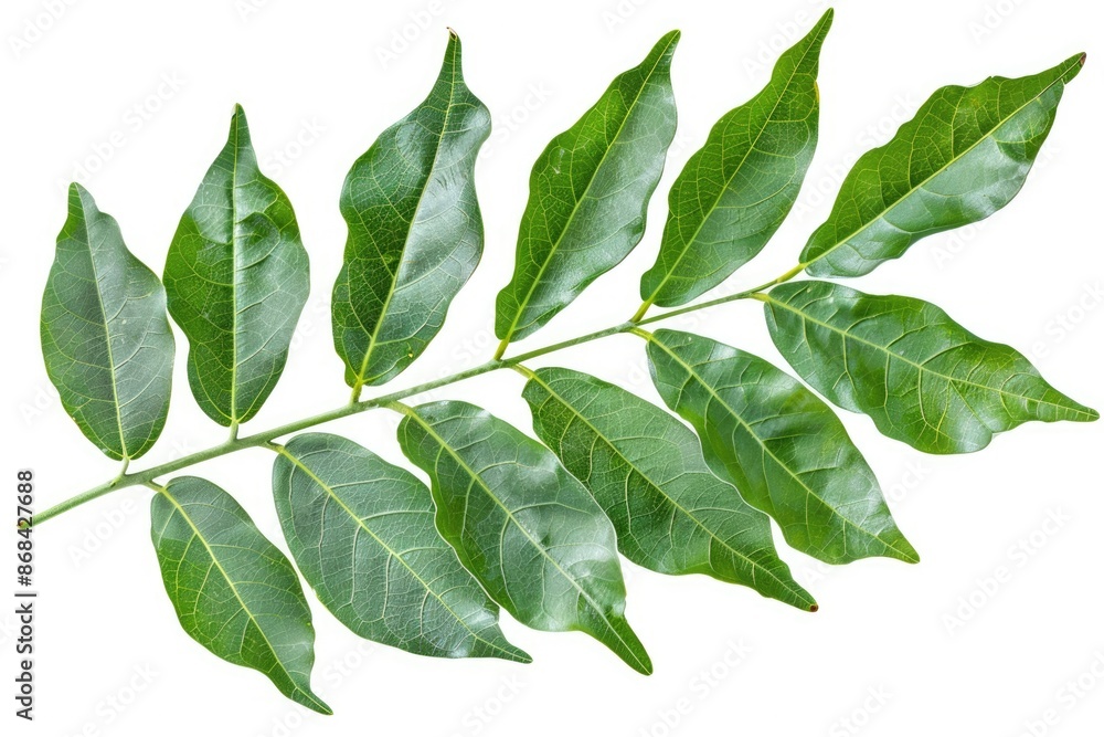 Curry Leaf Frame. Cooking Ingredient from Nature Isolated on White Background Curry Leaf Frame. Cooking Ingredient from Nature Isolated on White Background